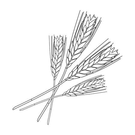 illustration of wheat isolated on white backgroundのイラスト素材
