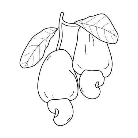 cashew sketch isolated on white background. cashew illustration.のイラスト素材