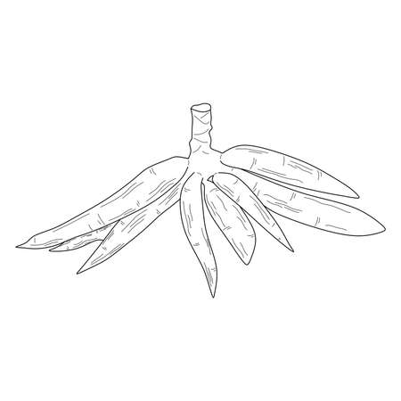 cassava stem illustration isolated on a white backgroundのイラスト素材