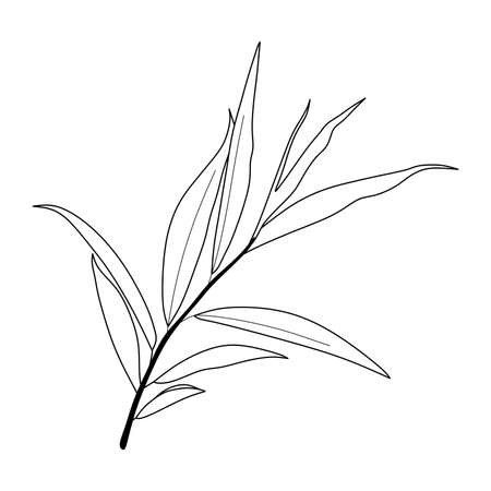 illustration of eucalyptus oil leaf isolated on white background. eucalyptus oil leaf sketchのイラスト素材