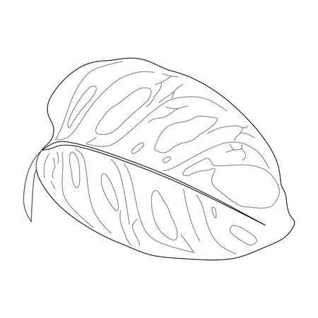 monstera adansonii leaf illustration isolated puth backgroundのイラスト素材
