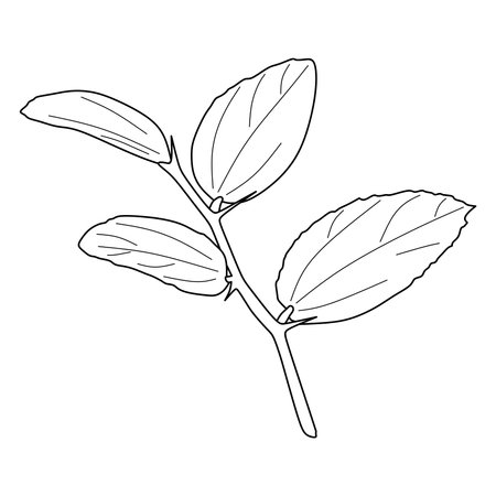 widara leaf illustration isolated on a white background. bidara leaf sketchのイラスト素材