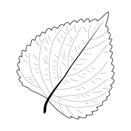 shiso leaf vector graphics. perilla ocymoides. shiso sketch.のイラスト素材
