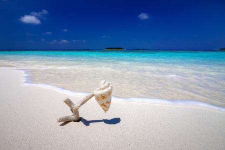 maldives beach with shellの写真素材