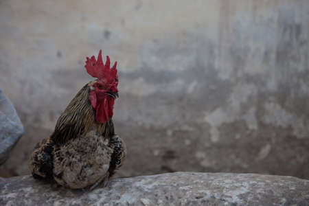 Alone chicken in farmの写真素材
