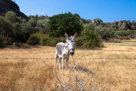 Donkey waiting at the fieldの写真素材