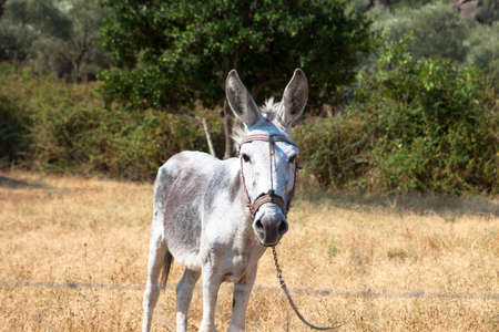Donkey waiting at the fieldの写真素材
