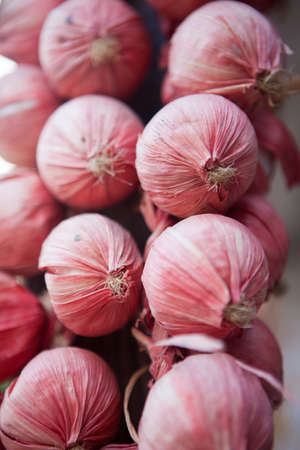 Village onionの写真素材