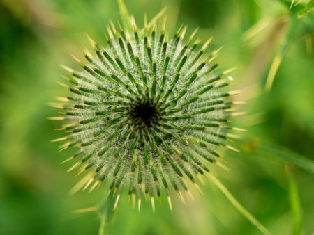Close-up of Spear thistle with spiky details, captured in a lush garden during summerの写真素材