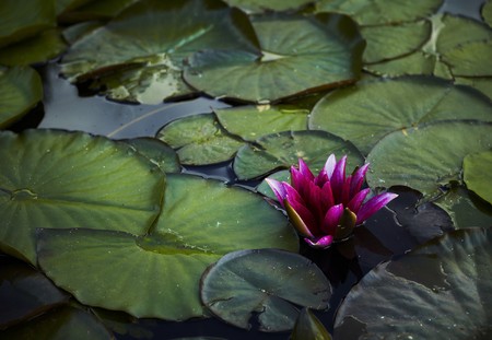 a pink water lily blossom among green foliage. Photo.の写真素材