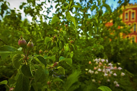 Red ripe apples on apple trees branches in the orchardの写真素材