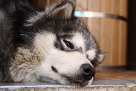 Picture of a brown-eyed adult siberian husky