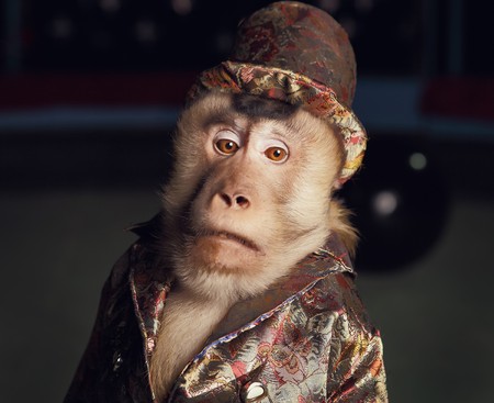 Circus chimpanzee monkey in a suit and a hatの写真素材