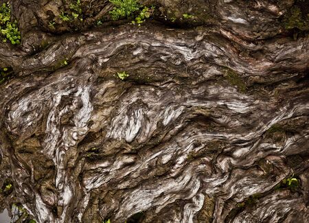 Old Wood Background  