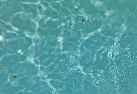 Pool tiles background  Photo  