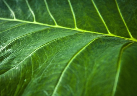 Exotic vegetation  の写真素材