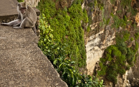 Monkey  Bali a zoo  Indonesia  の写真素材