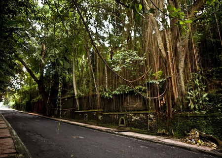 Amazing tropical landscape  Indonesia - Bali  