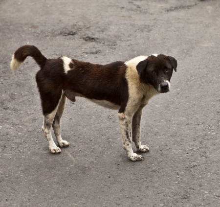 Stray dogの写真素材