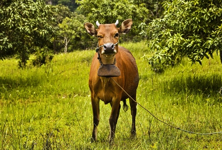 Cow resting on green grass の写真素材