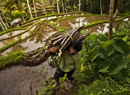 Worker  Bali - Indonesia のeditorial素材