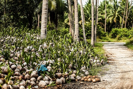 Field of coconut treesの写真素材