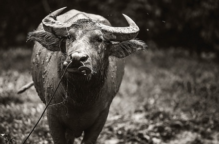 Buffalo in the field