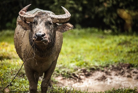 Buffalo in the fieldの写真素材