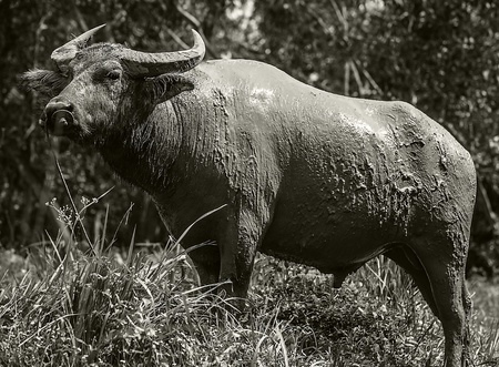 Buffalo in the fieldの写真素材