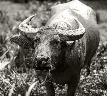 Buffalo in the field