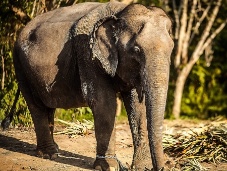 Sri lankan elephantの写真素材