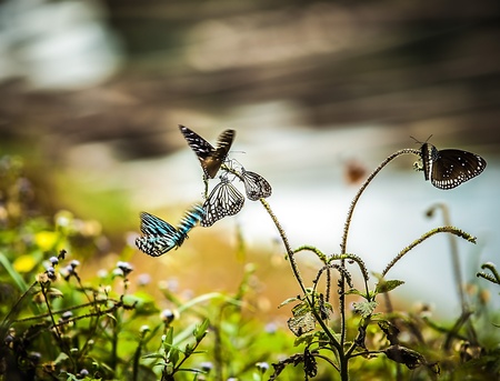 Butterflies on a field の写真素材
