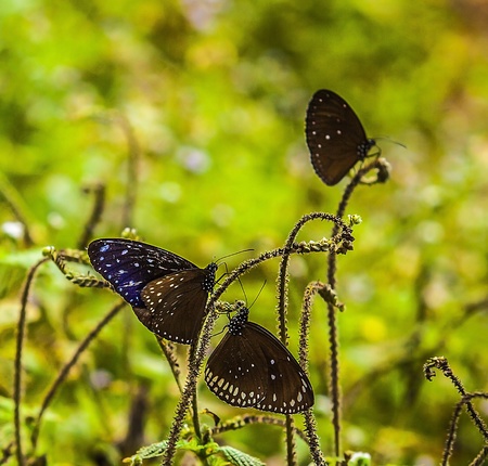 Butterflies on a field の写真素材