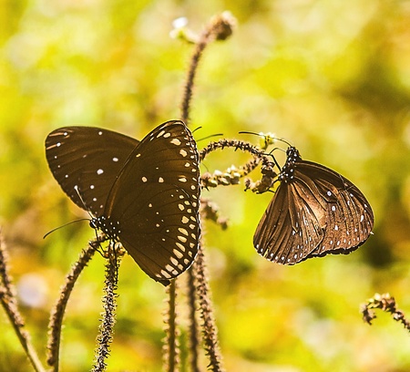 Butterflies on a field の写真素材