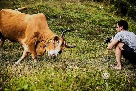 Cows on the medow with green grass