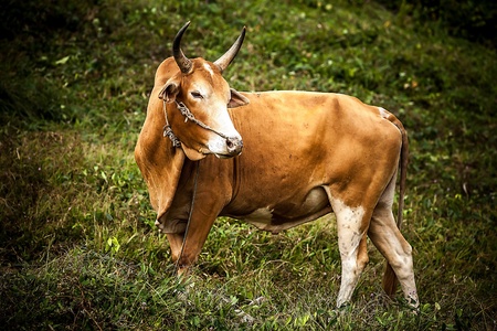 Cows on the medow with green grass