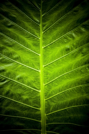 Green leaf background texture 