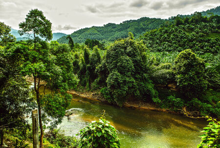  River in jungle の写真素材