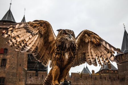 Owl in Muiderslot Muiden castle in Muiden, Noord-Holland, Netherlands.のeditorial素材