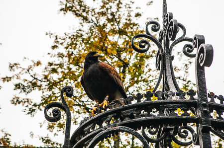 Owl in Muiderslot Muiden   in Muiden, Noord-Holland, Netherlands.のeditorial素材