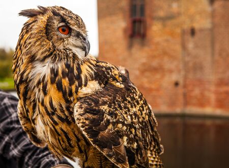 Owl in Muiderslot     in Muiden, Noord-Holland, Netherlands.の写真素材