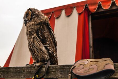 Owl in Muiderslot Muiden castle in Muiden, Noord-Holland, Netherlands.の写真素材