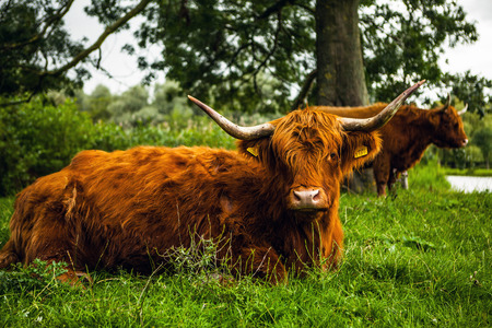 Animal cow on nature. Holland Yak.の写真素材