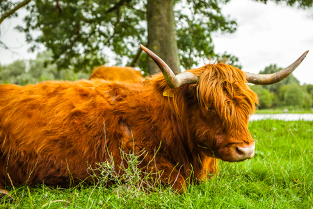 Animal cow on nature. Holland Yak.