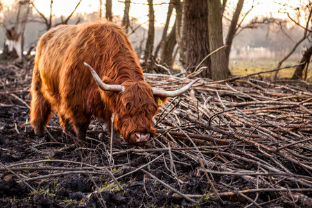 Animal cow on nature. Holland Yak.のeditorial素材