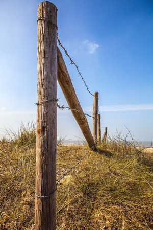 Fence protecting the Dutch dunes covered which beach grass (or marram grass).の写真素材