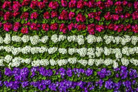 Flower background.の写真素材