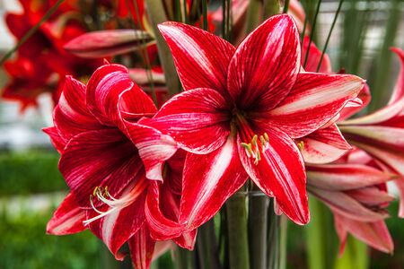 Multicolored Flower in Netherlands.の写真素材