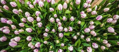 Tulip fieldの写真素材