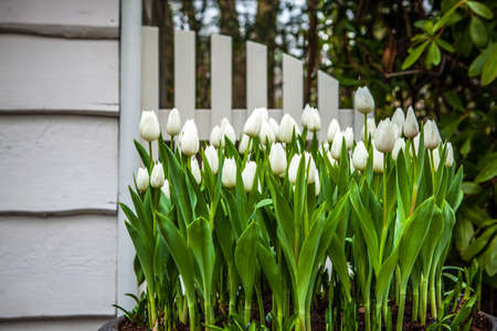 Flower park in Netherlands. Elements of park design.の写真素材